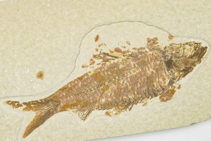 3.8" Detailed Fossil Fish (Knightia) - Wyoming